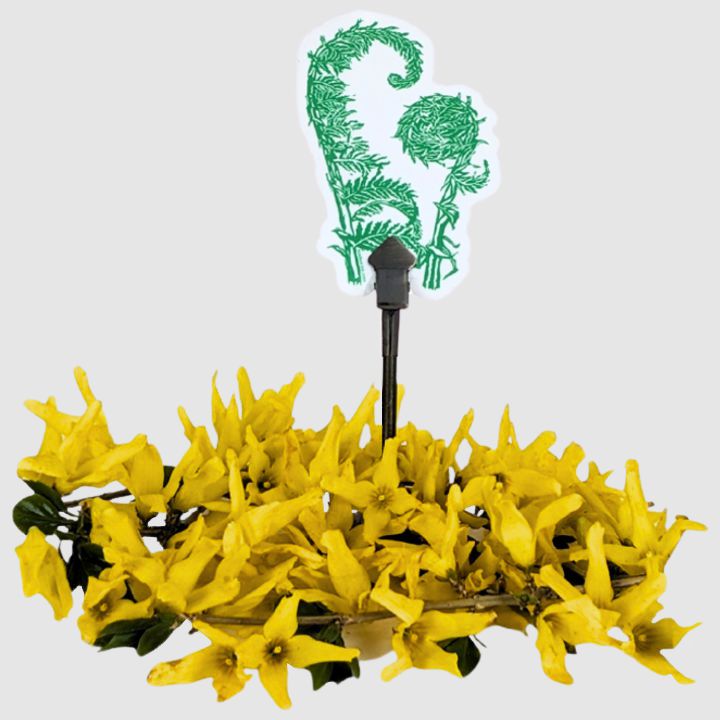 Fiddleheads Sticker